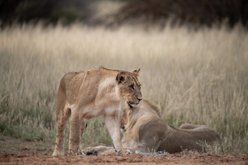Lions in bwa