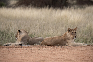 Lions in bwa