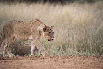Naklejka premium Lions in bwa