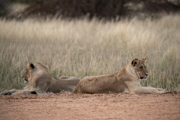 Lions in bwa