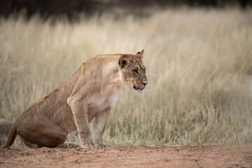 Lions in bwa