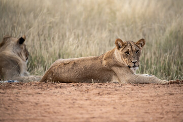 Lions in bwa