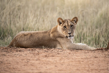 Lions in bwa