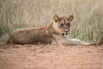 Lions in bwa