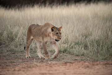 Lions in bwa