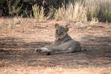 Lions in bwa