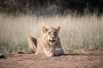 Lions in BWA