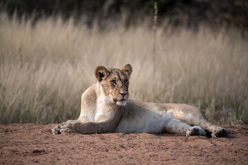 Lions in BWA