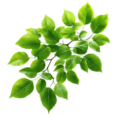 Fototapeta premium Vibrant green leaves on a branch, showcasing nature's beauty and freshness, perfect for eco-friendly themes and designs.