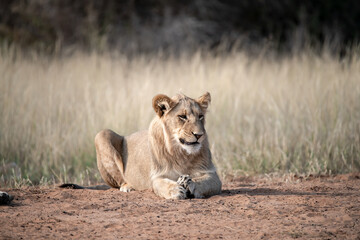 Lions in BWA