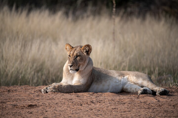 Lions in BWA
