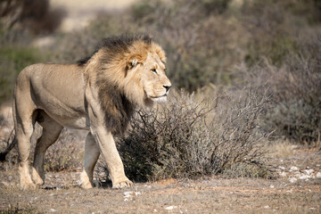 Lions in BWA