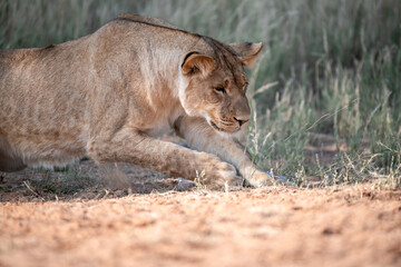 Lions in BWA