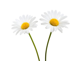 Naklejka premium chamomile or daisies isolated on transparent background with clipping path. Set or collection. 