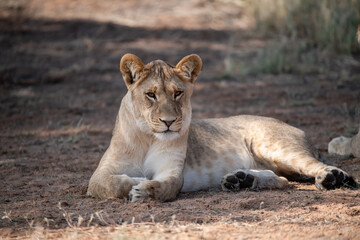 Lions in BWA