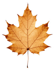 Fototapeta premium PNG Real Pressed a Maple leaf maple plant tree.