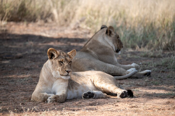 Lions in BWA