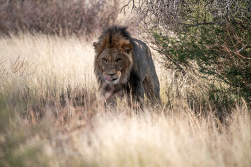 Lions in BWA