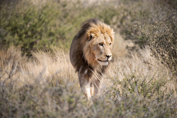 Lions in BWA