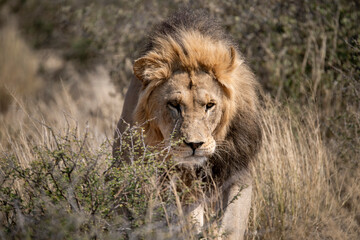 Lions in BWA
