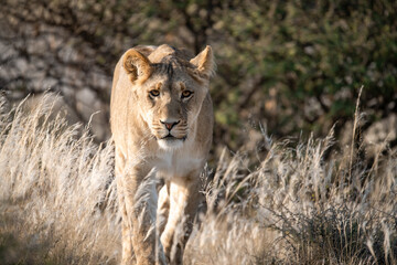 Lions in BWA