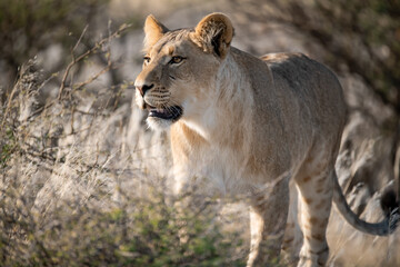 Lions in BWA