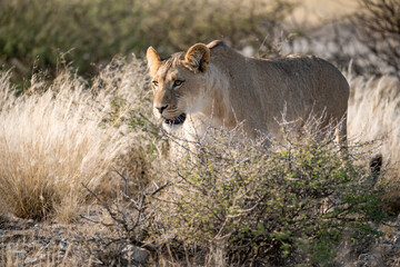 Lions in BWA
