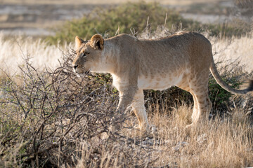 Lions in BWA
