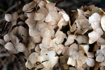 dried flower, dried hydrangea, background