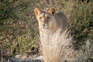 Lions in BWA