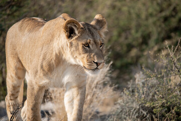 Lions in BWA