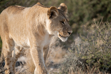 Lions in BWA