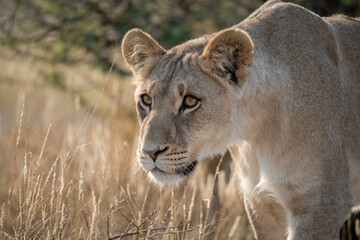 Lions in BWA