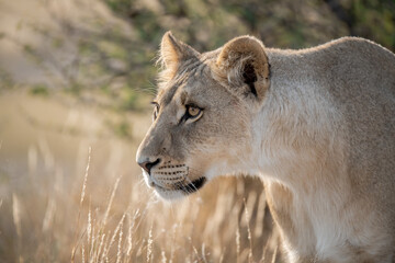 Lions in BWA