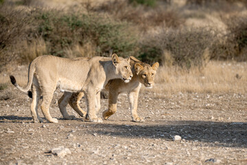 Lions in BWA