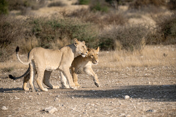Lions in BWA