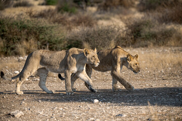 Lions in BWA