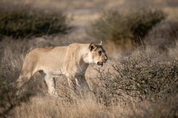 Lions in BWA