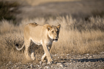 Lions in BWA