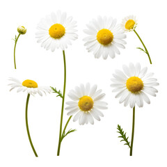 chamomile or daisies isolated on transparent background with clipping path. Set or collection.
