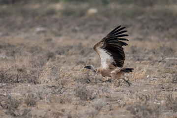 African Birds