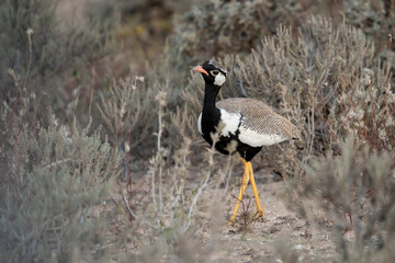 African Birds