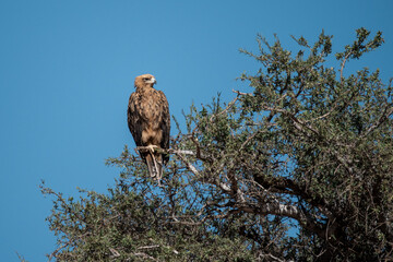 African Birds