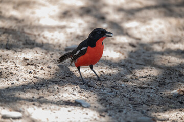 African Birds