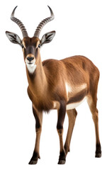 Fototapeta premium PNG Wildlife animal mammal herbivorous.