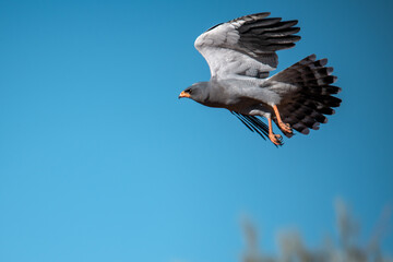 African Birds