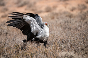 African Birds