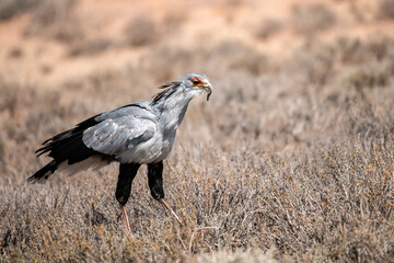 African Birds