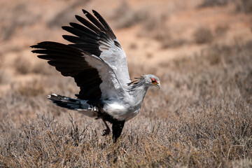 African Birds