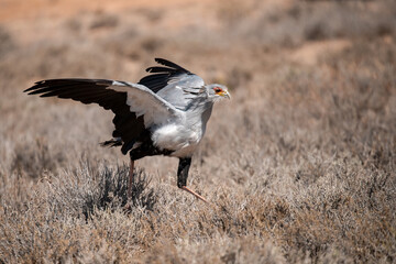 African Birds